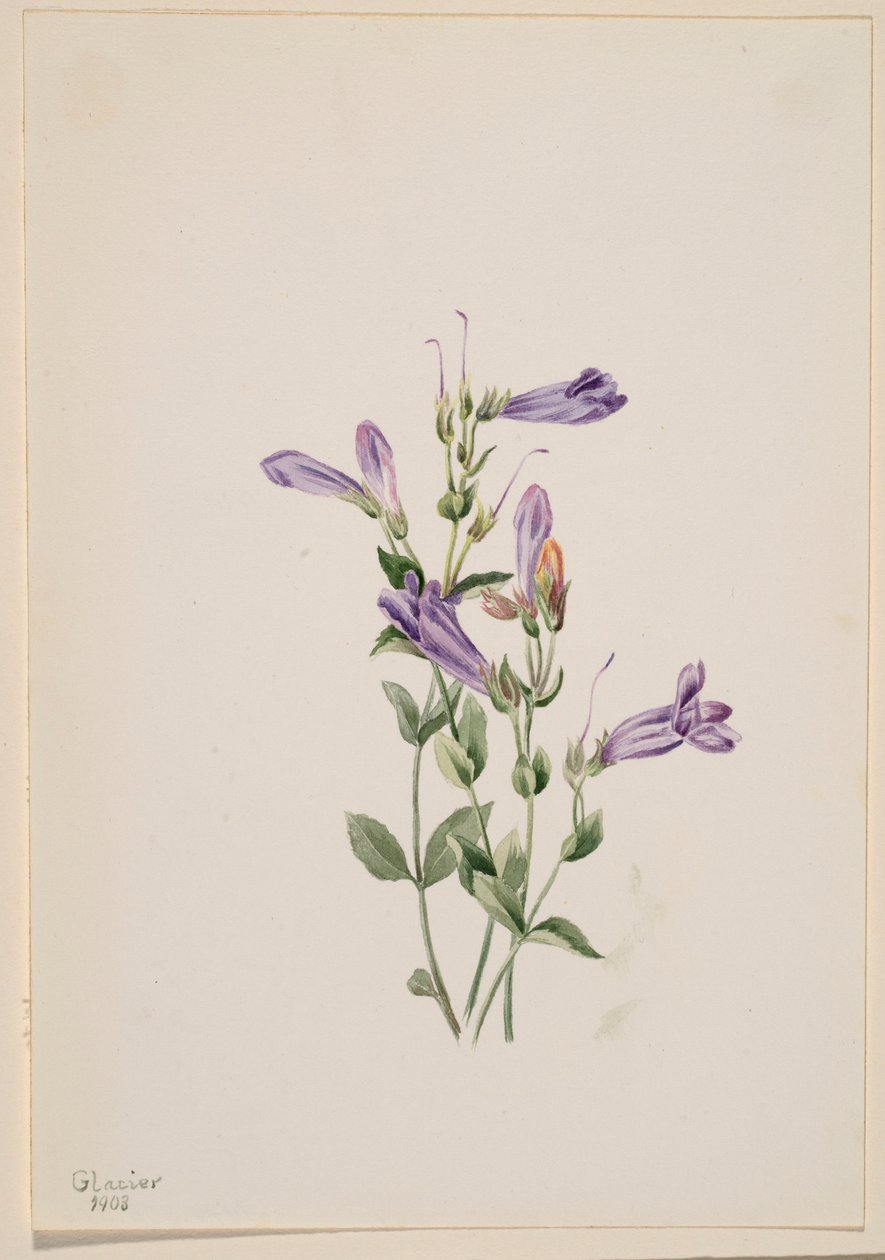 Penstemon (Penstimon fruiticosus) de Mary Vaux Walcott