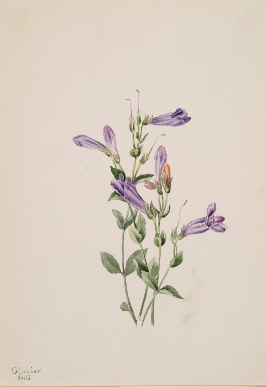 Penstemon Penstimon fruiticosus, 1903. de Mary Vaux Walcott
