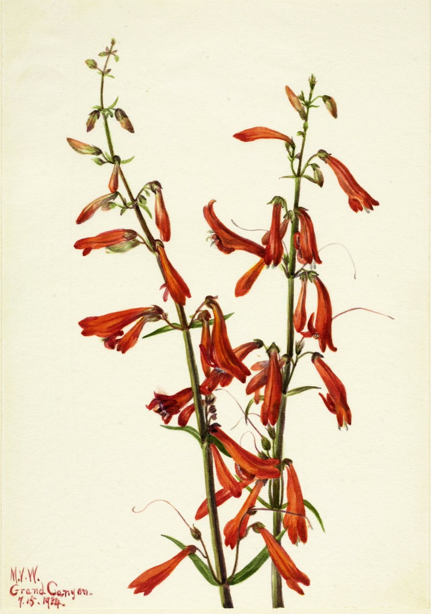 Pentstemon Pentstemon barbatus, 1934. de Mary Vaux Walcott