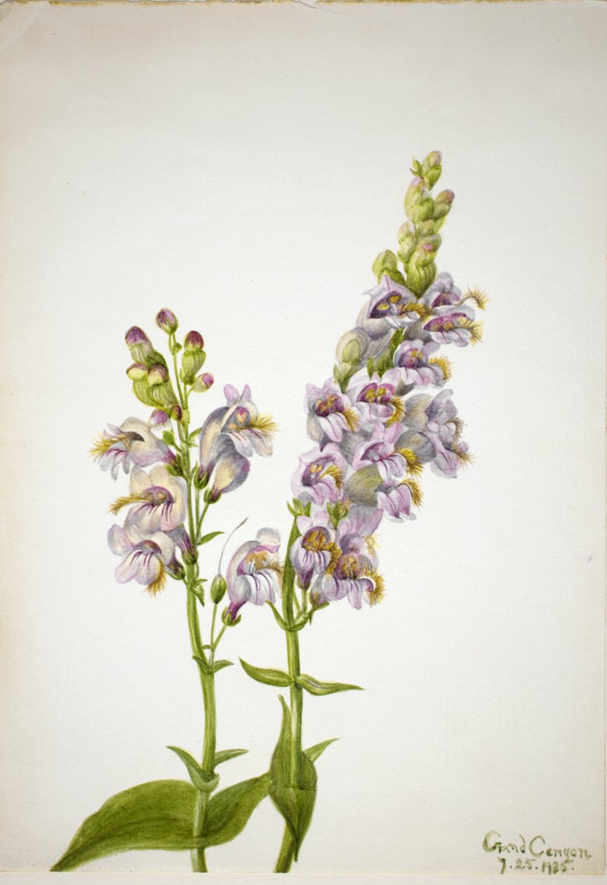Pentstemon Pentstemon macranthus, 1935. de Mary Vaux Walcott