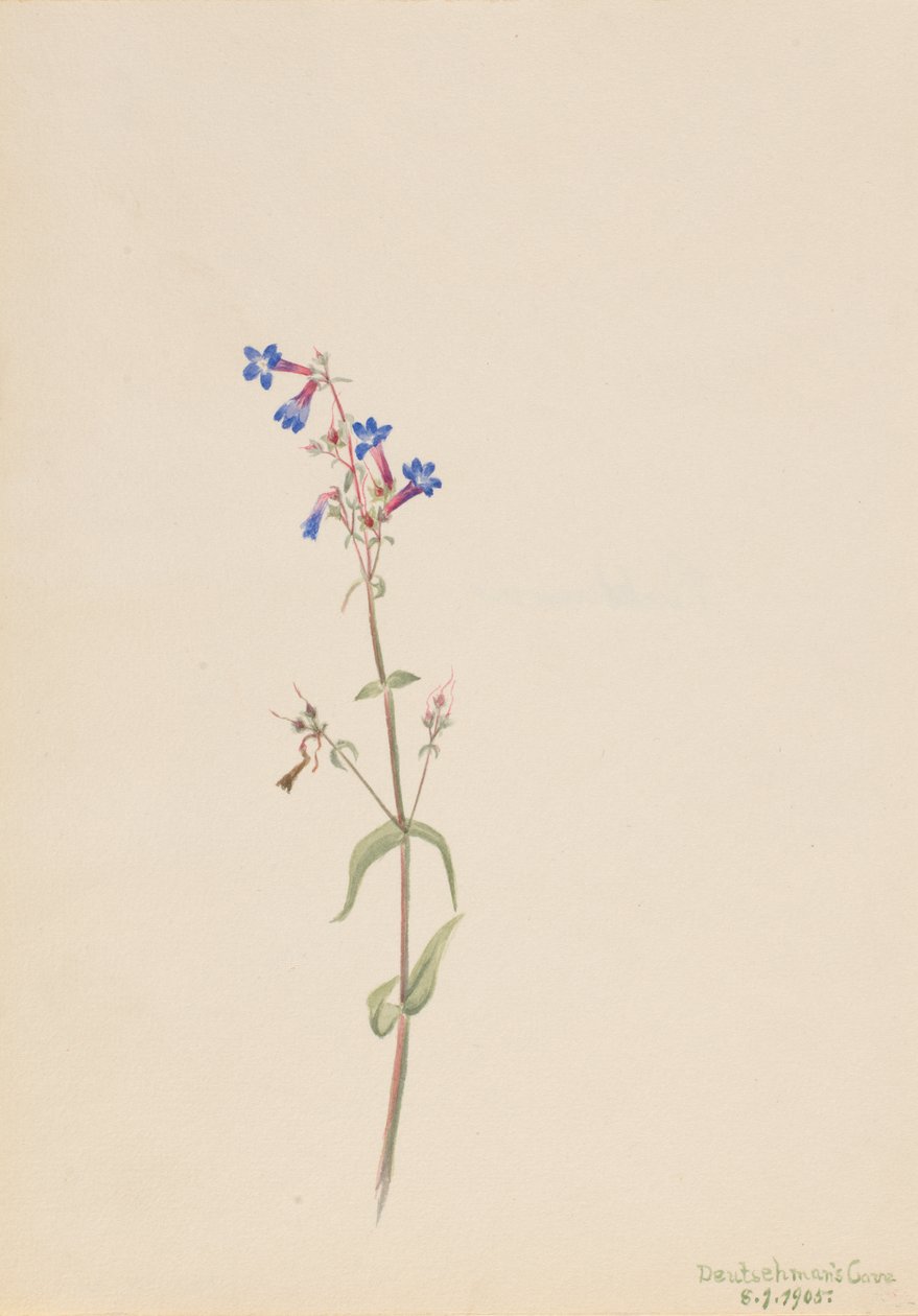 Pentstemon Pentstemon procerus, 1905. de Mary Vaux Walcott