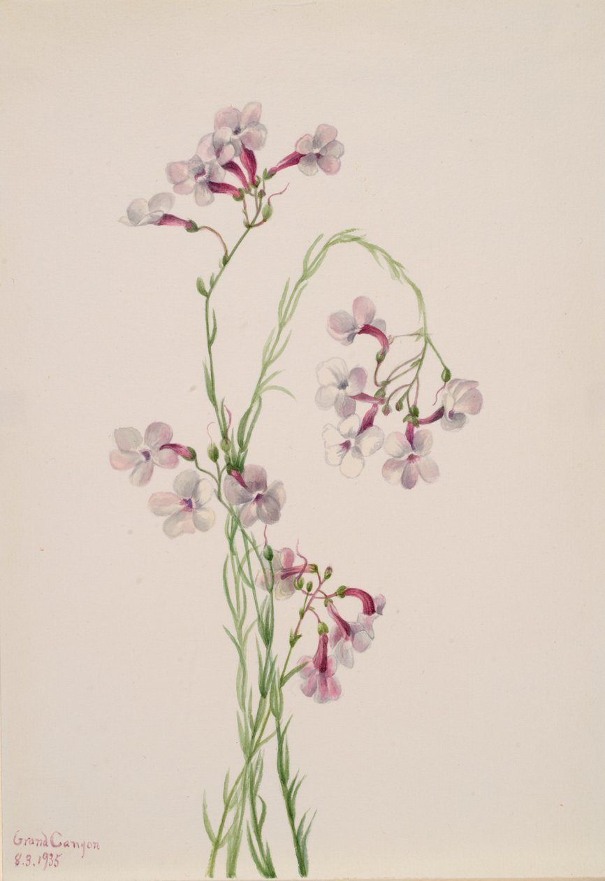 Pentstemon ambiguus, 1935. de Mary Vaux Walcott