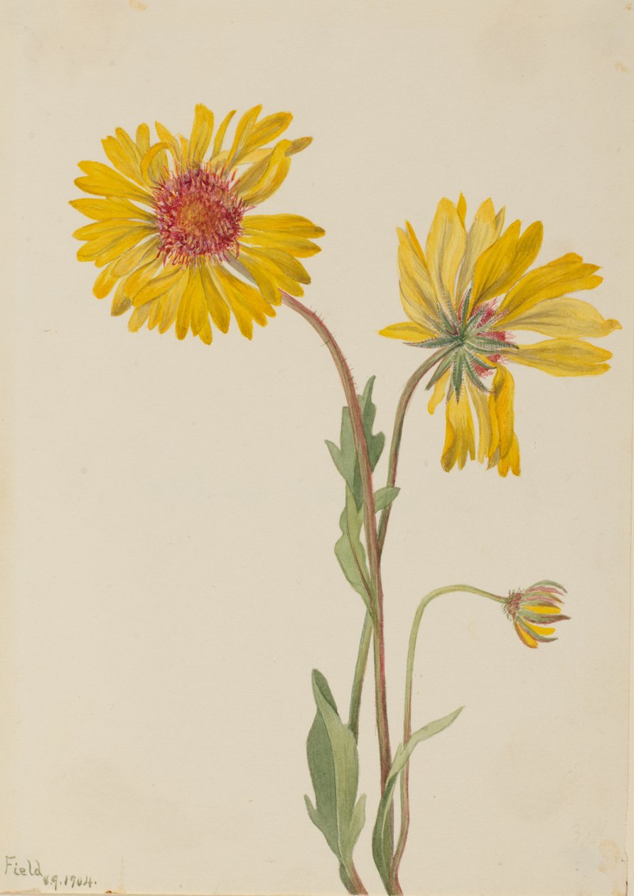 Perene Gaillardia Gaillardia aristata, 1904. de Mary Vaux Walcott