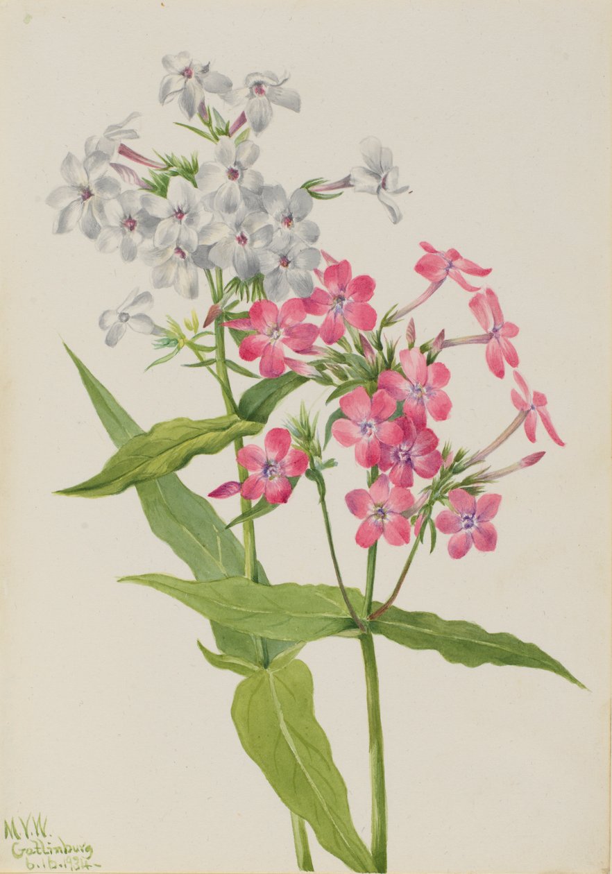 Flox perene (Phlox paniculata) de Mary Vaux Walcott