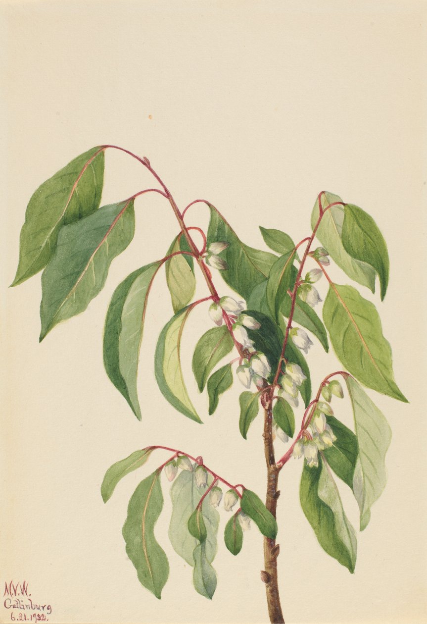Dióspiro (Diospyros virginiana) de Mary Vaux Walcott