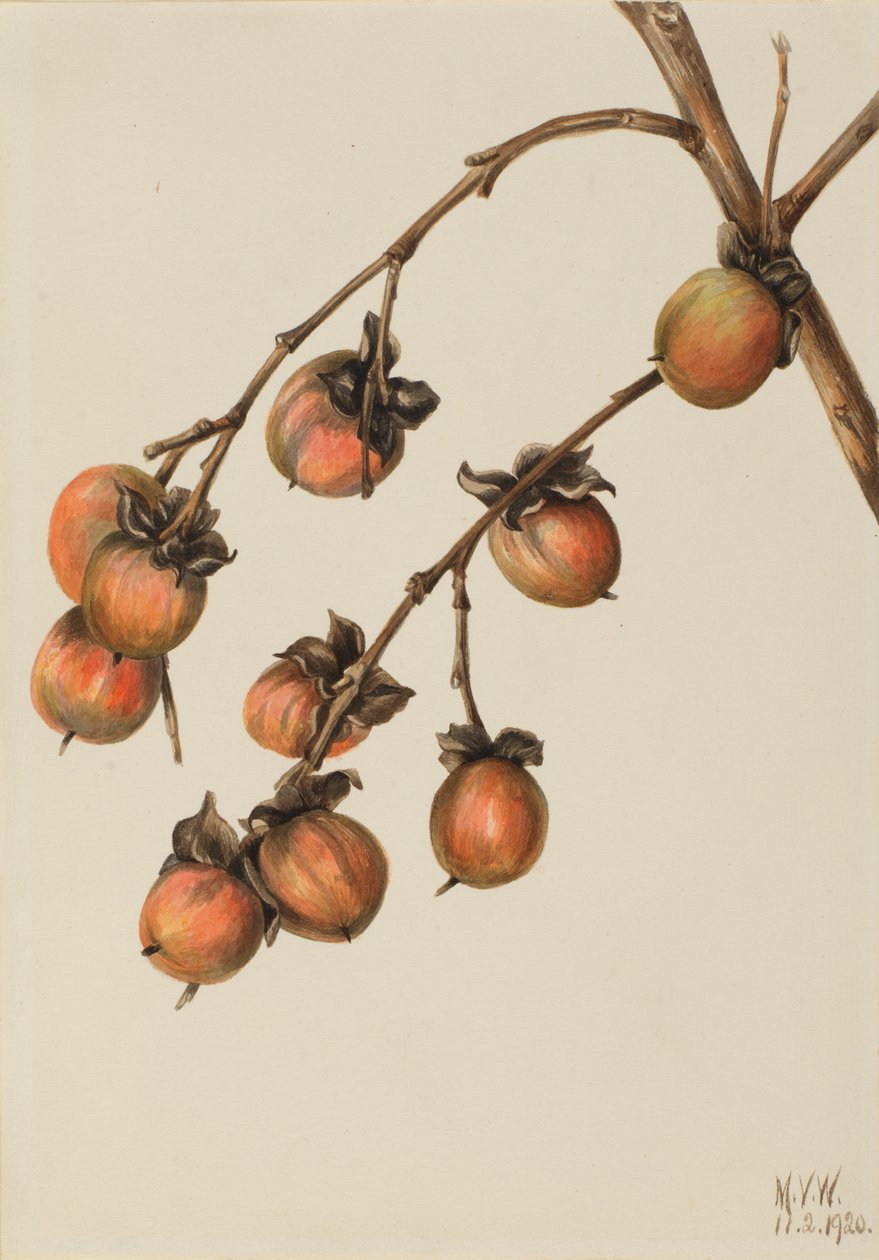 Persimmon Diospyros virginiana, 1920. de Mary Vaux Walcott