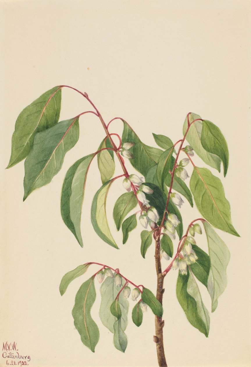 Persimmon Diospyros virginiana, 1932. de Mary Vaux Walcott