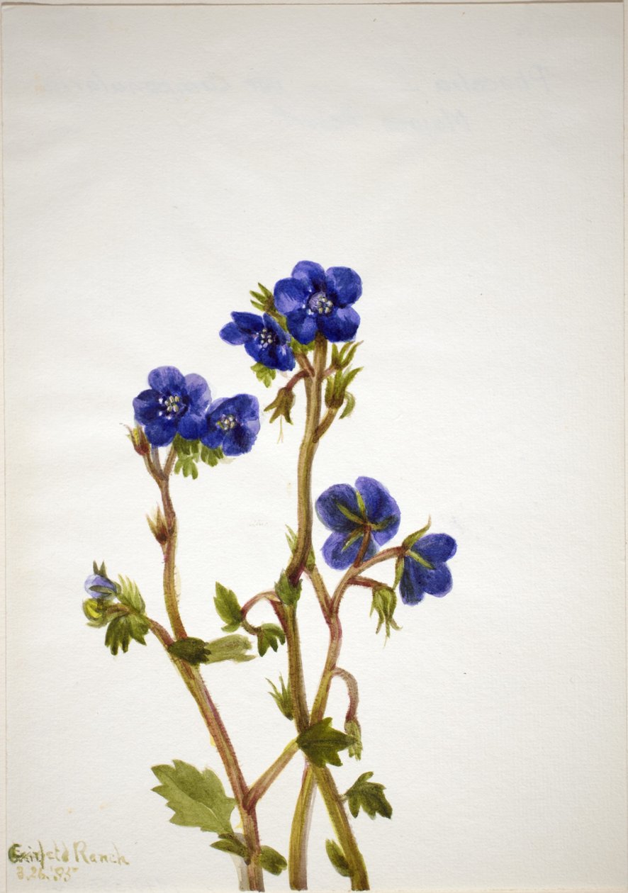 Phacelia (Phacelia parryi) de Mary Vaux Walcott