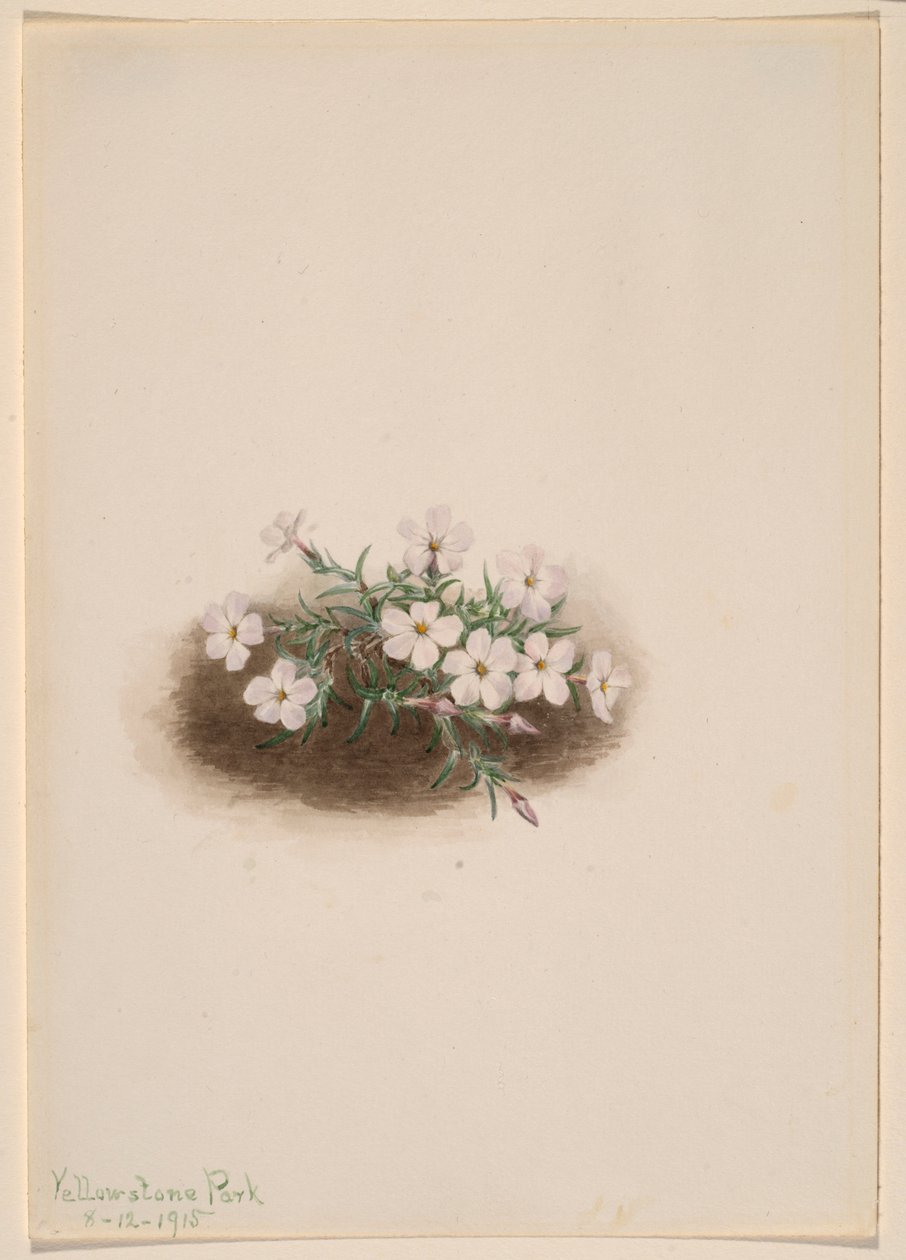 Flox de Mary Vaux Walcott
