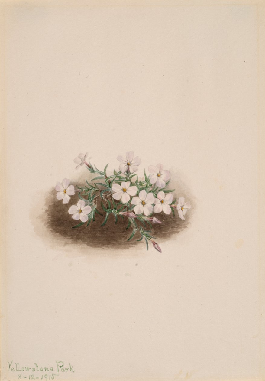 Phlox, 1915. de Mary Vaux Walcott