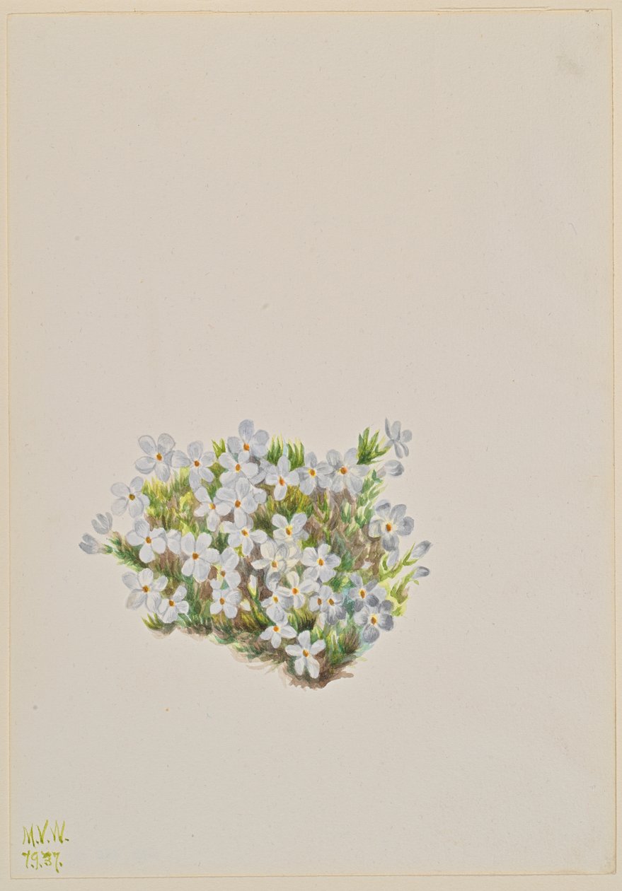 Phlox Phlox caespitosa, 1937. de Mary Vaux Walcott