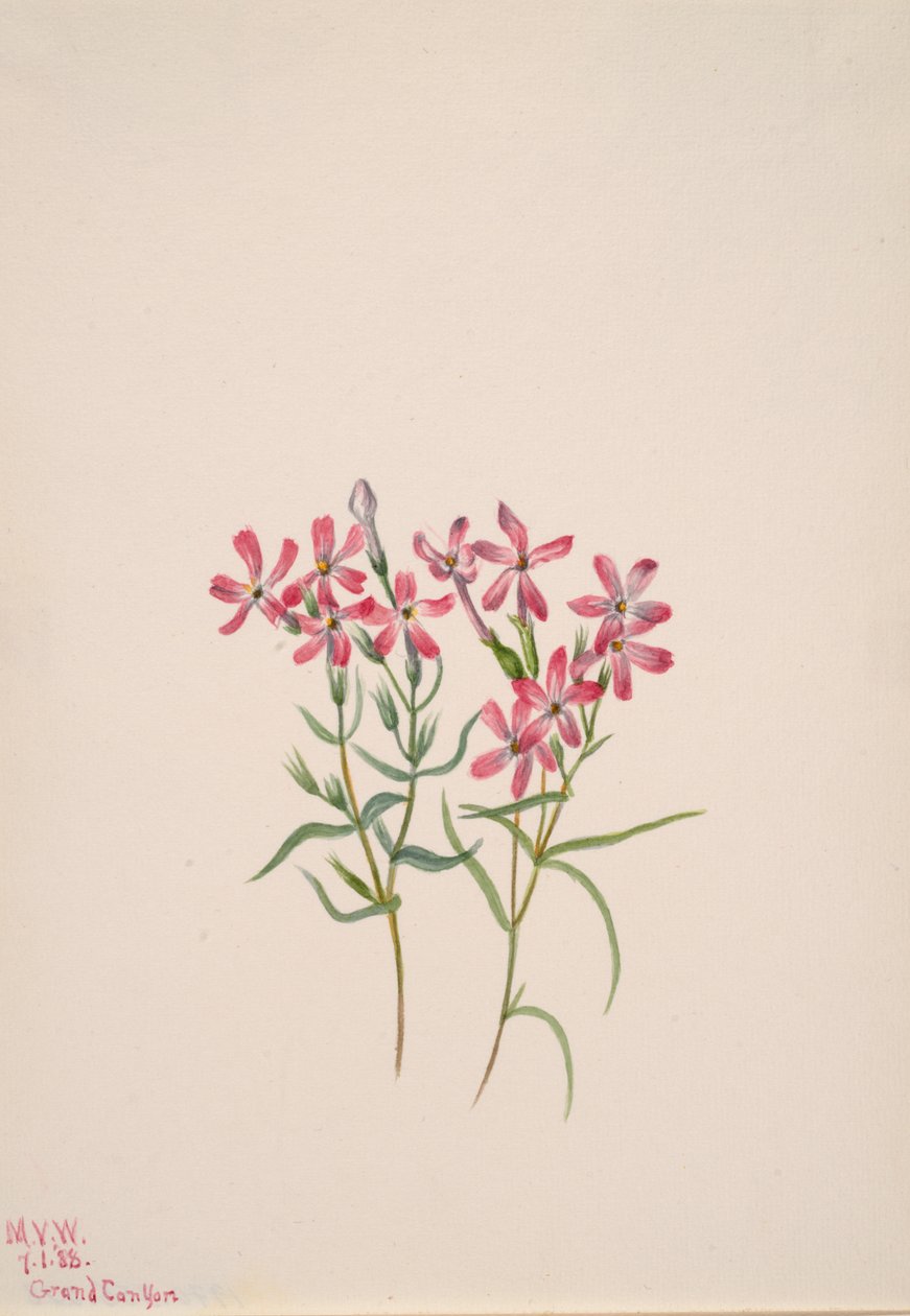 Phlox stansburyi, 1938. de Mary Vaux Walcott