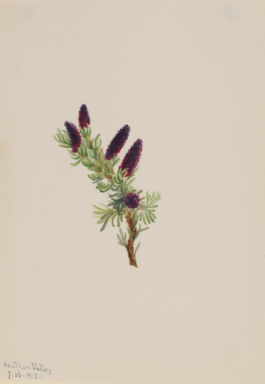Picea engelmanni de Mary Vaux Walcott