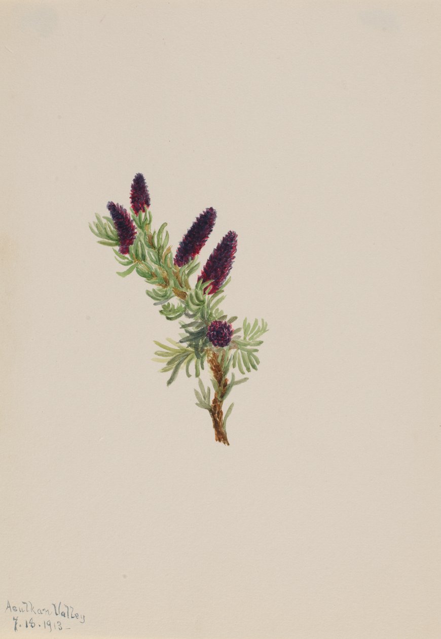 Picea engelmanni, 1913. de Mary Vaux Walcott