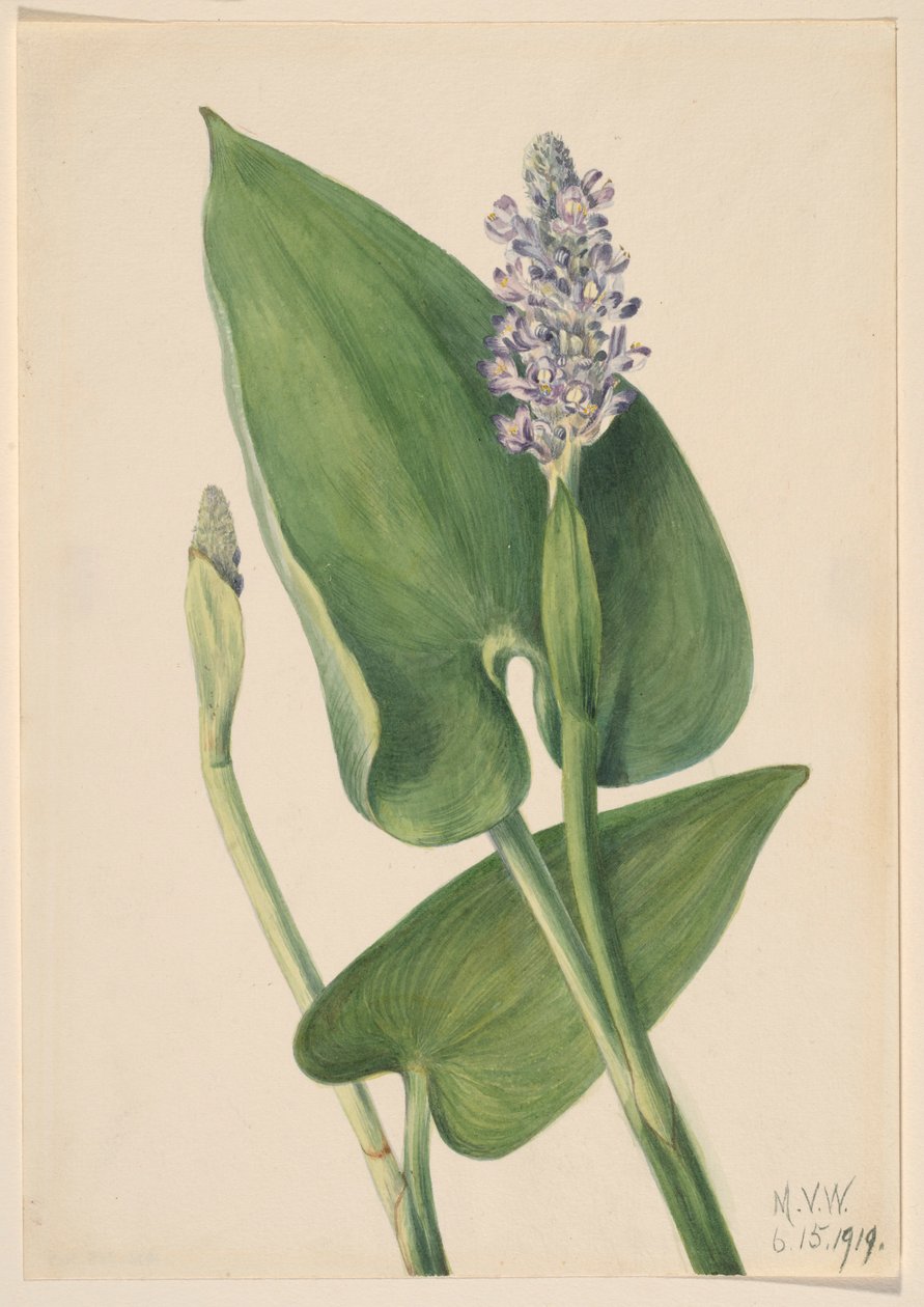 Erva-de-são-joão (Pontederia cordata) de Mary Vaux Walcott