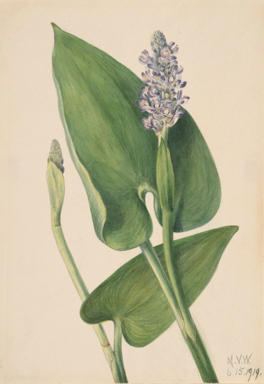 Pickerelweed Pontederia cordata, 1919. de Mary Vaux Walcott
