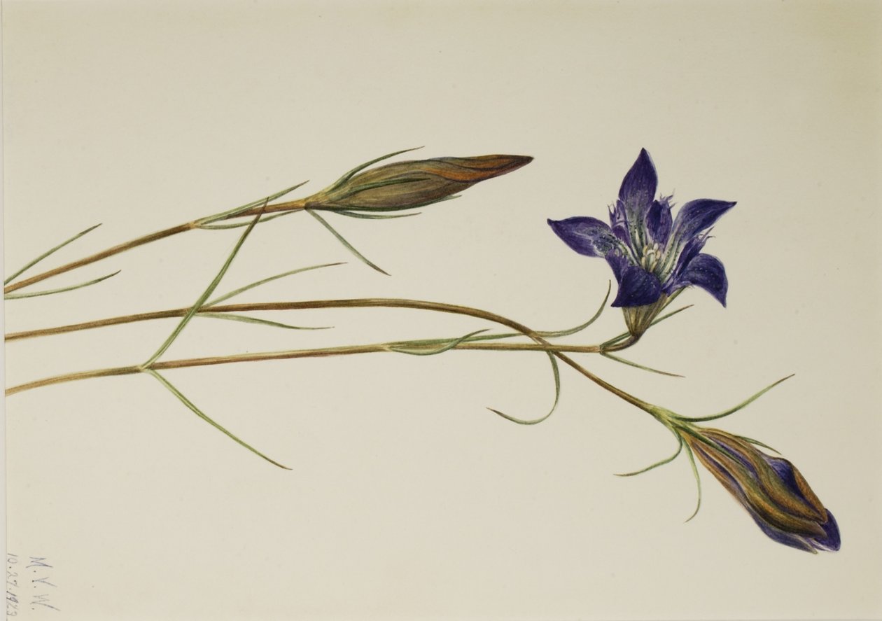 Genciana Pinebarren (Gentiana porphyrio) de Mary Vaux Walcott