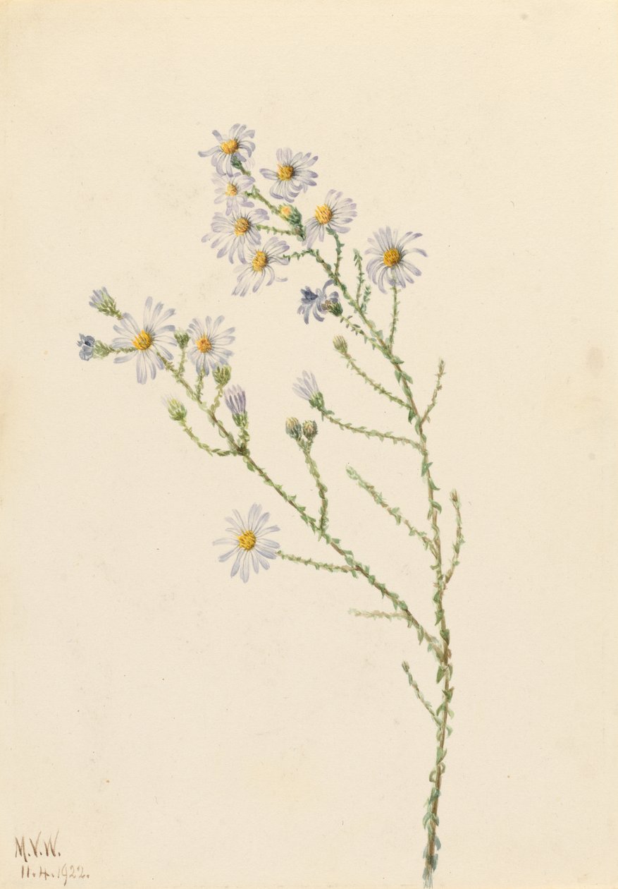 Aster do pinhal (Aster squarrosus) de Mary Vaux Walcott