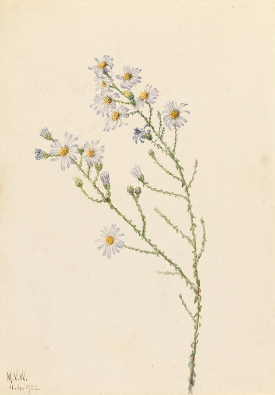 Pineland Aster Aster squarrosus, 1922. de Mary Vaux Walcott