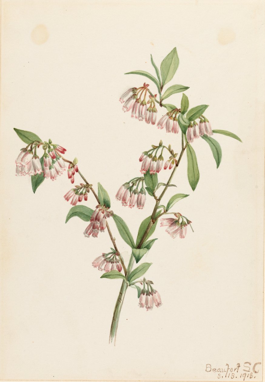 Mirtilo de Pineland (Vaccinium tenellum) de Mary Vaux Walcott