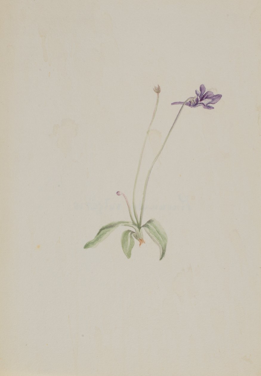 Pinguicula vulgaris, ca. início da década de 1930. de Mary Vaux Walcott