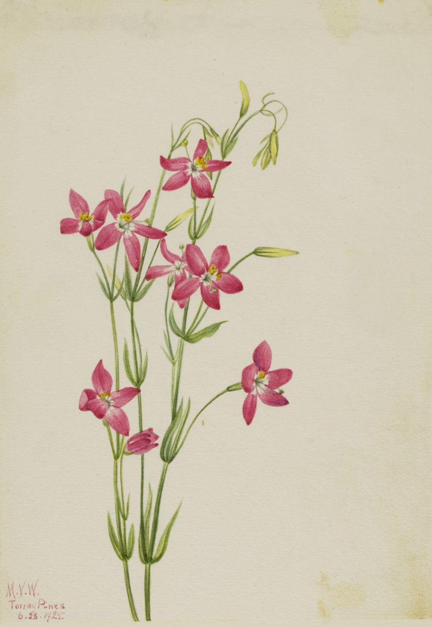 Centaurium rosa (Centaurium venustum) de Mary Vaux Walcott