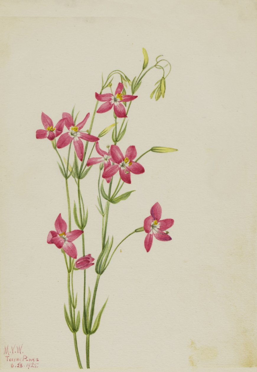 Pink Centaurium Centaurium venustum, 1925. de Mary Vaux Walcott