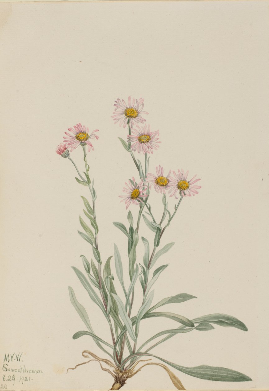 Erva-de-são-joão (Erigeron caespitosus) de Mary Vaux Walcott