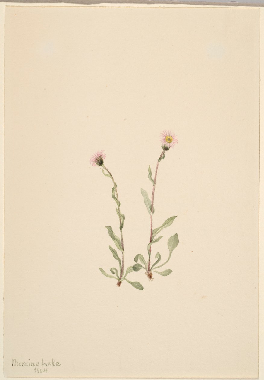 Erva-de-são-joão (Erigeron jucundus) de Mary Vaux Walcott