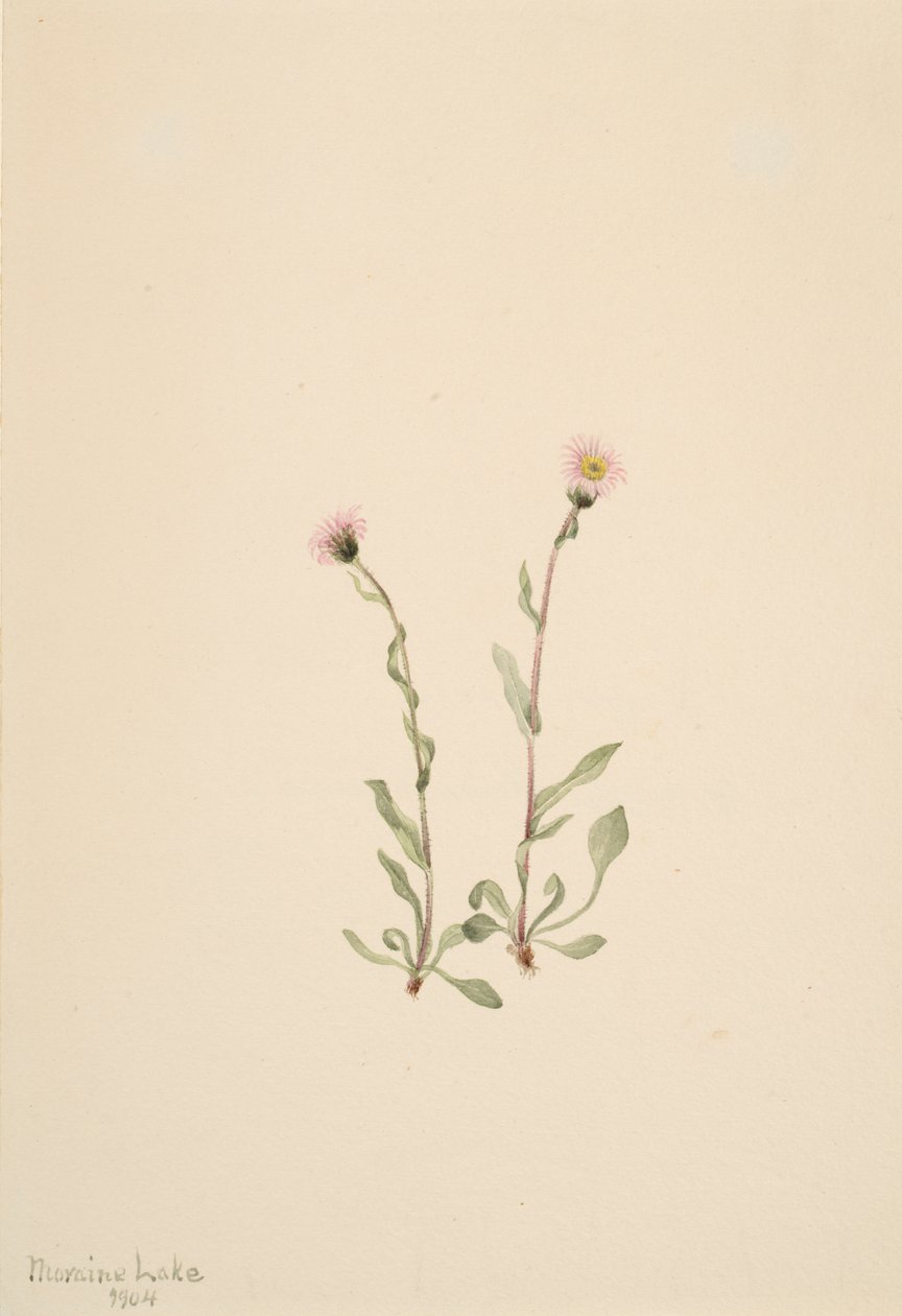 Rosa Fleabane Erigeron jucundus, 1904 de Mary Vaux Walcott