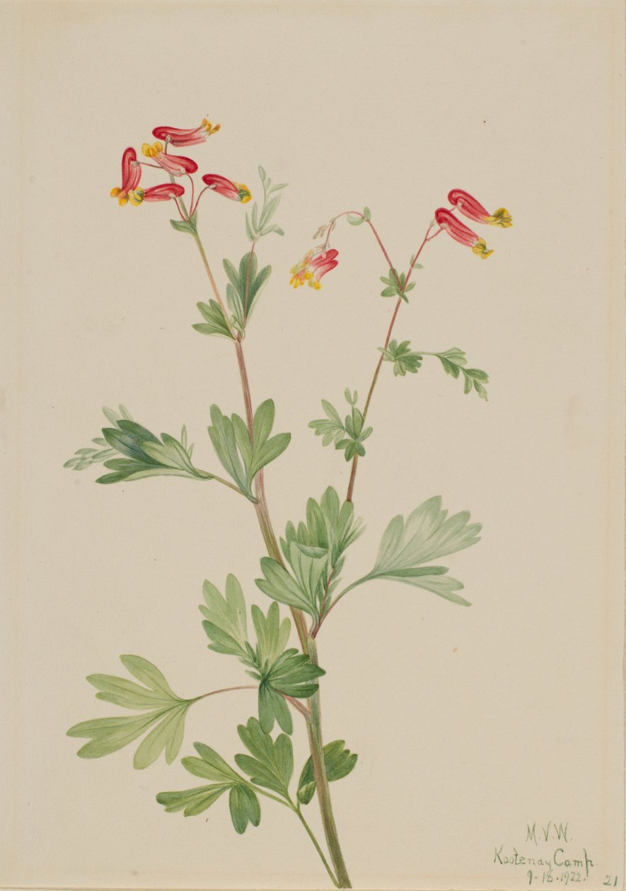 Fumeiro-rosa (Capnoides sempervirens) de Mary Vaux Walcott