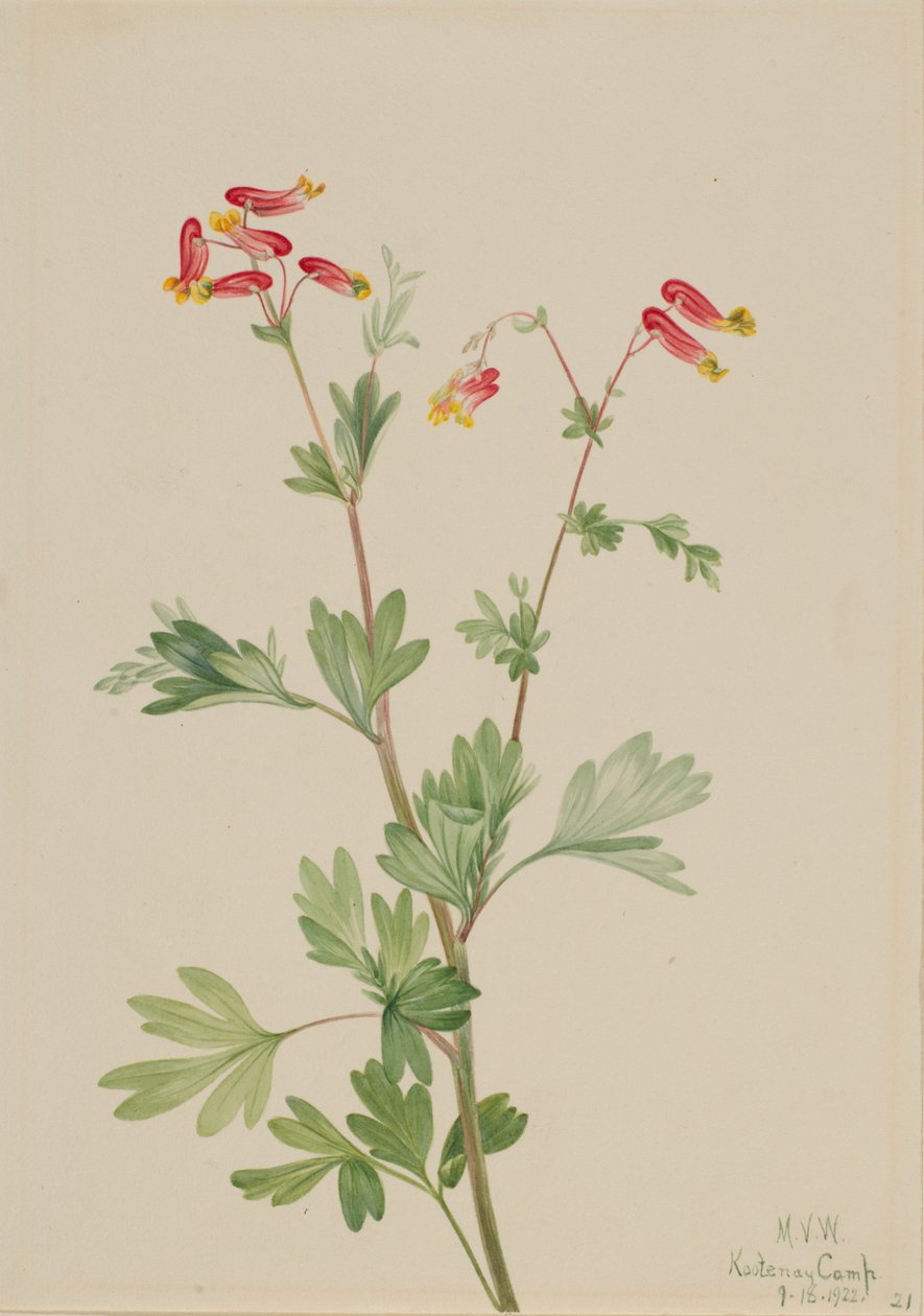 Pink Fumeroot Capnoides sempervirens, 1922. de Mary Vaux Walcott