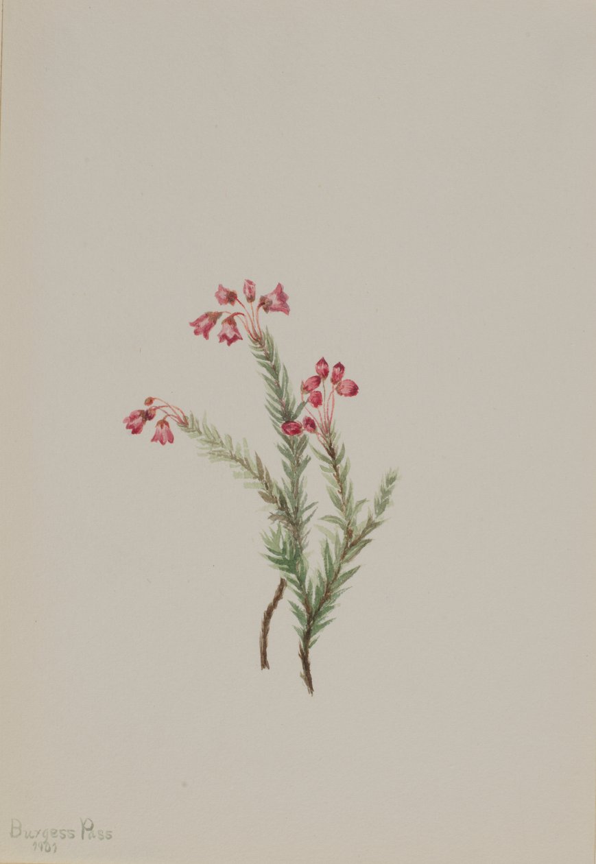Urze cor-de-rosa (Phyllodoce empetriformis) de Mary Vaux Walcott