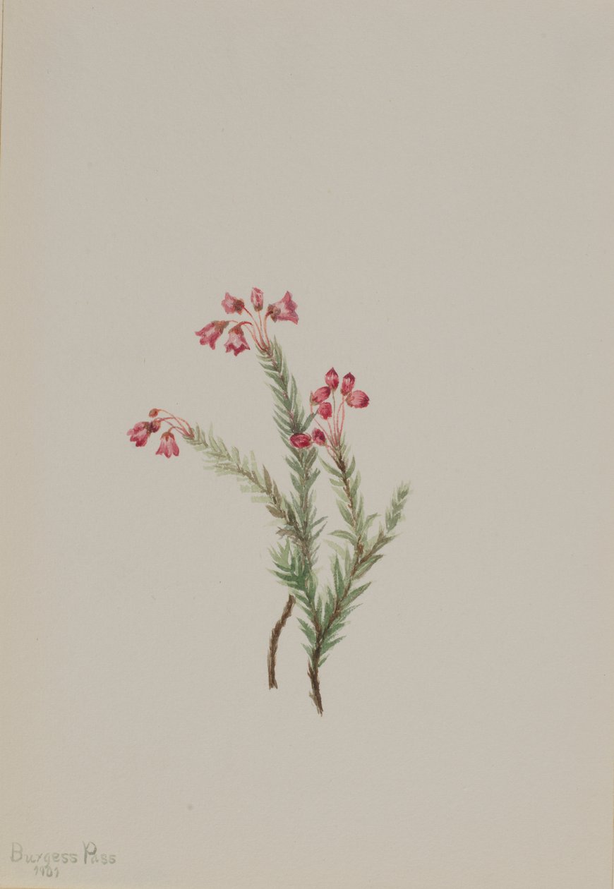 Pink Heather Phyllodoce empetriformis, 1901. de Mary Vaux Walcott