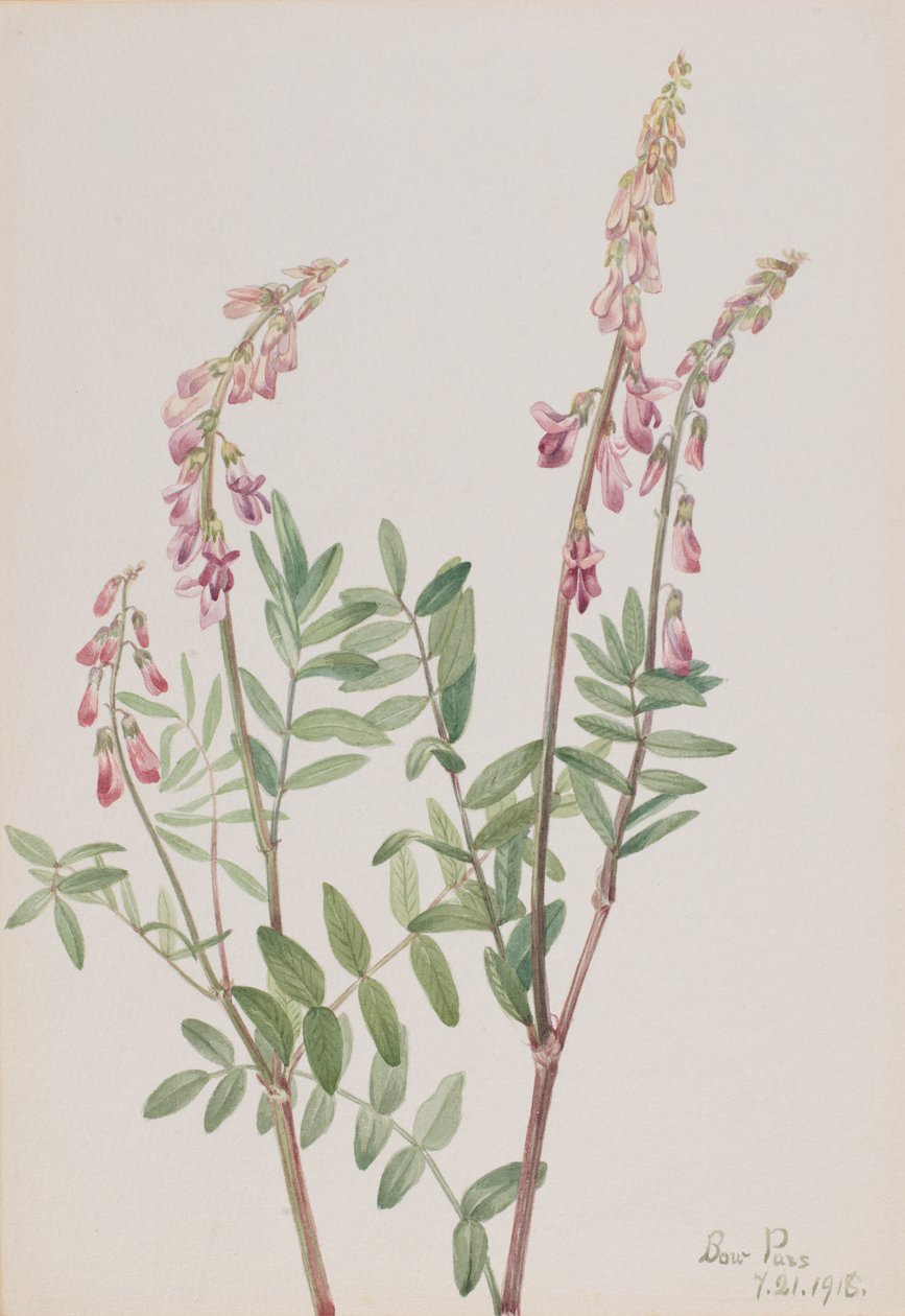 Pink Hedysarum Hedysarum americanum, 1918. de Mary Vaux Walcott