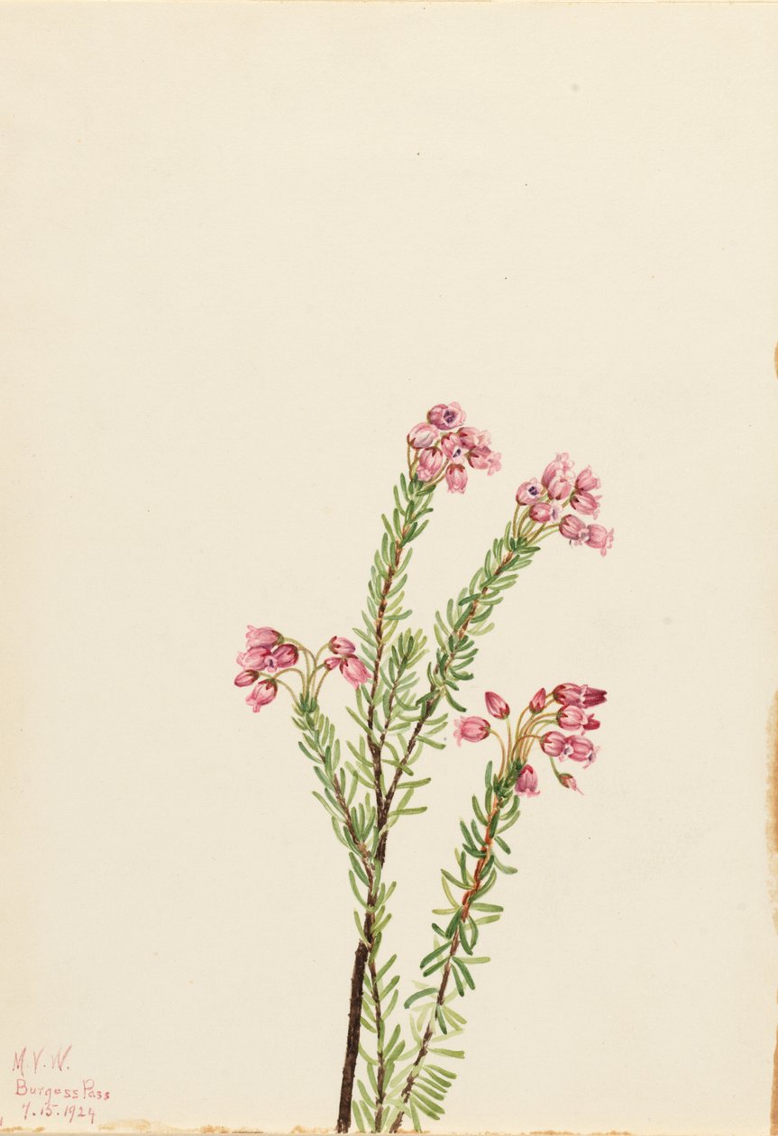 Urze rosa da montanha (Phyllodoce empetriformis) de Mary Vaux Walcott