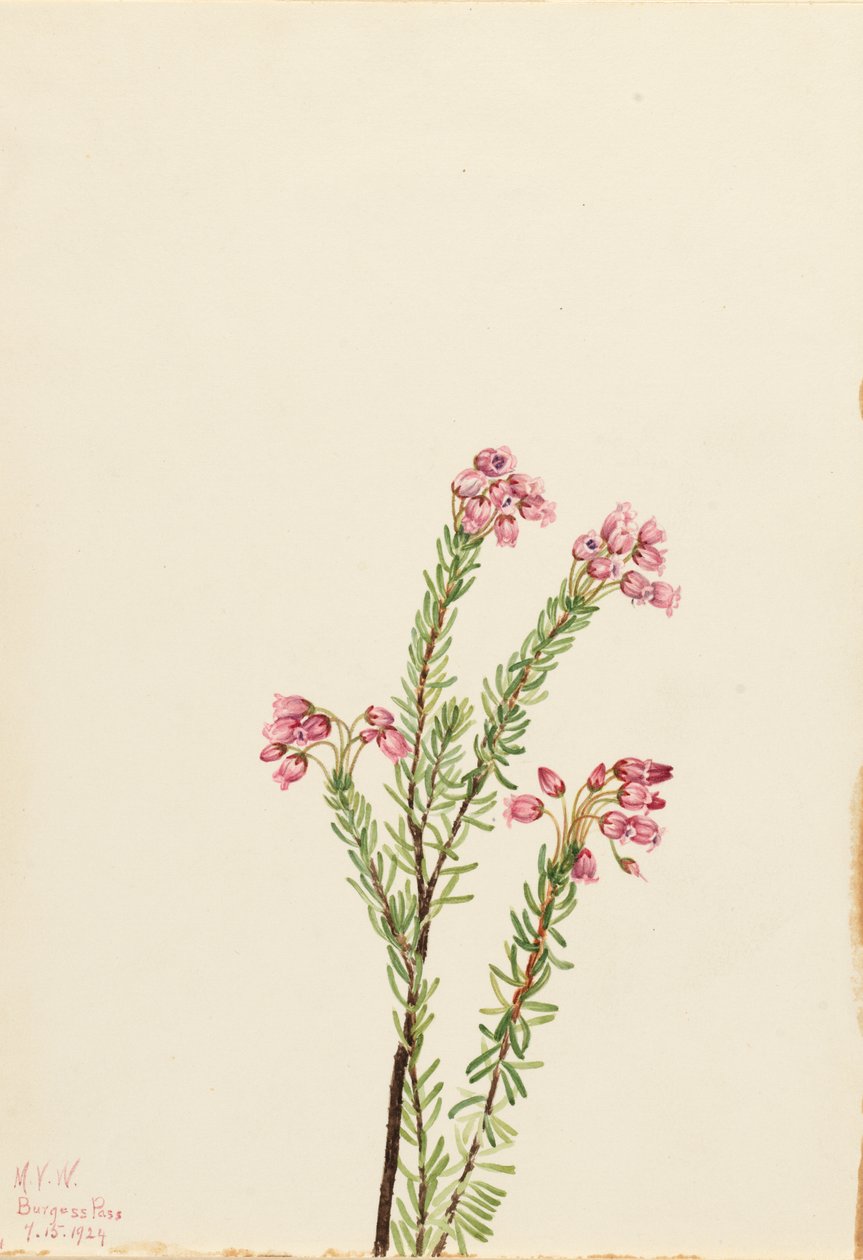 Pink Mountain Heather Phyllodoce empetriformis, 1924. de Mary Vaux Walcott