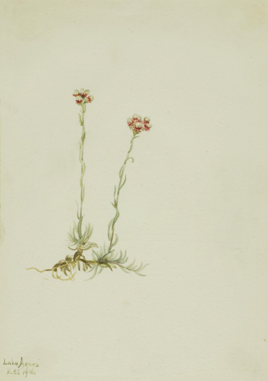 Pés-de-burro cor-de-rosa (Antennaria rosea) de Mary Vaux Walcott
