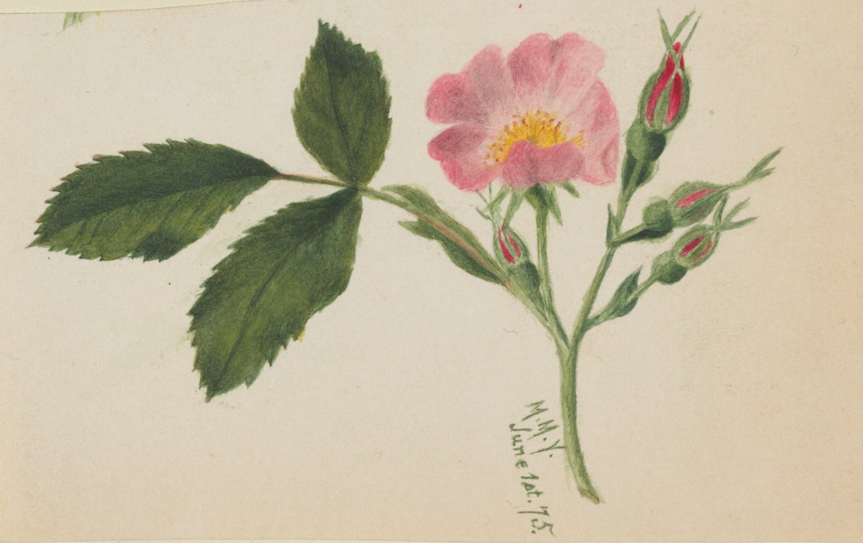 Rosa cor-de-rosa de Mary Vaux Walcott