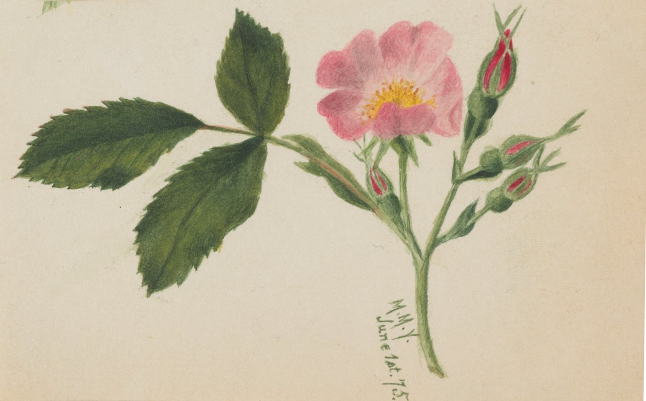 Pink Rose, 1875. de Mary Vaux Walcott