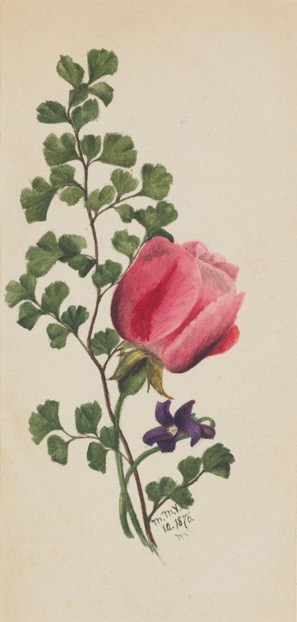 Rosa Rosa com Violeta, 1876. de Mary Vaux Walcott