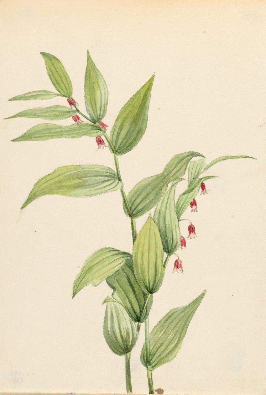 Caule Torcido Rosa (Streptopus curvipes) de Mary Vaux Walcott