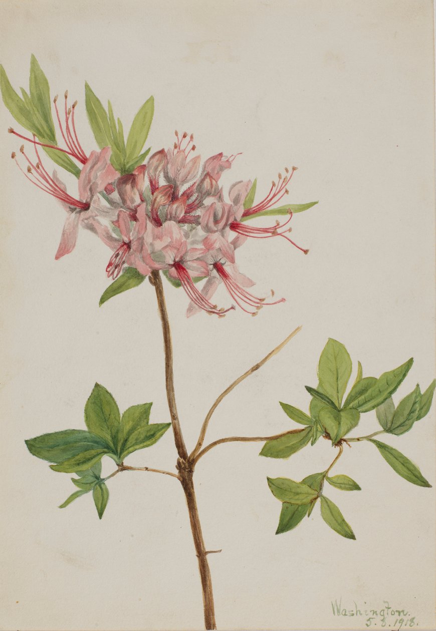 Flor de Pinxter (Azalea nudiflora) de Mary Vaux Walcott