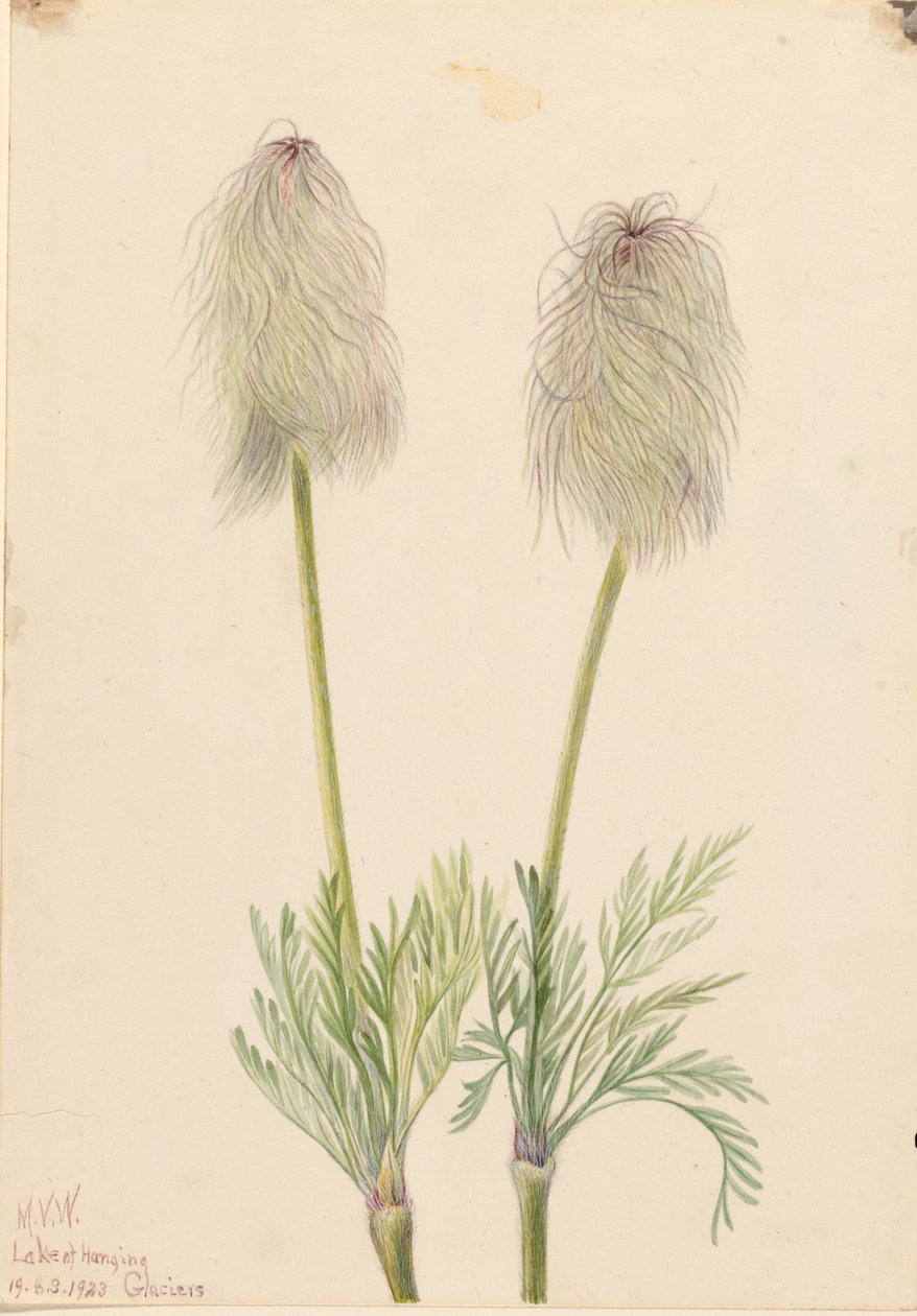 Anémona de Pluma (Pulsatilla occidentalis) de Mary Vaux Walcott