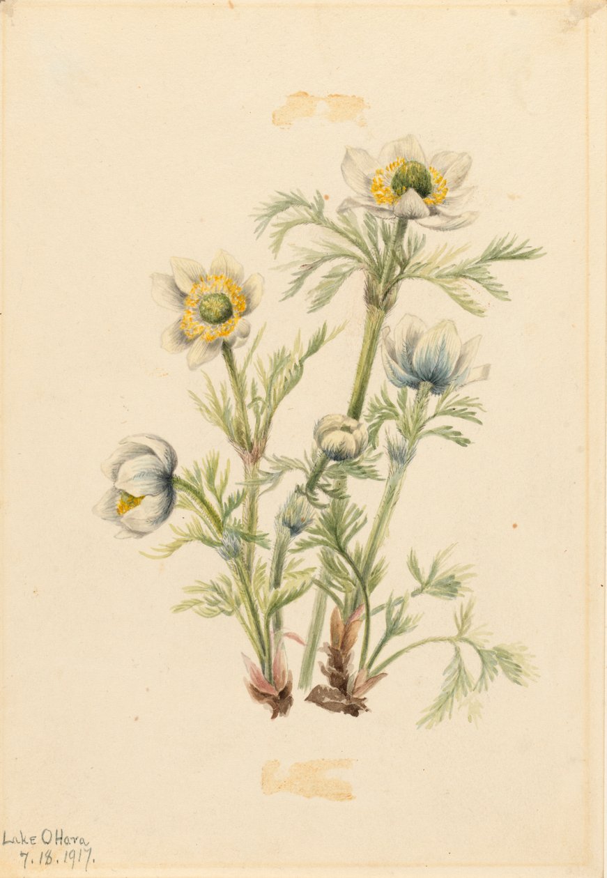 Plume Anemone Pulsatilla occidentalis, 1917. de Mary Vaux Walcott