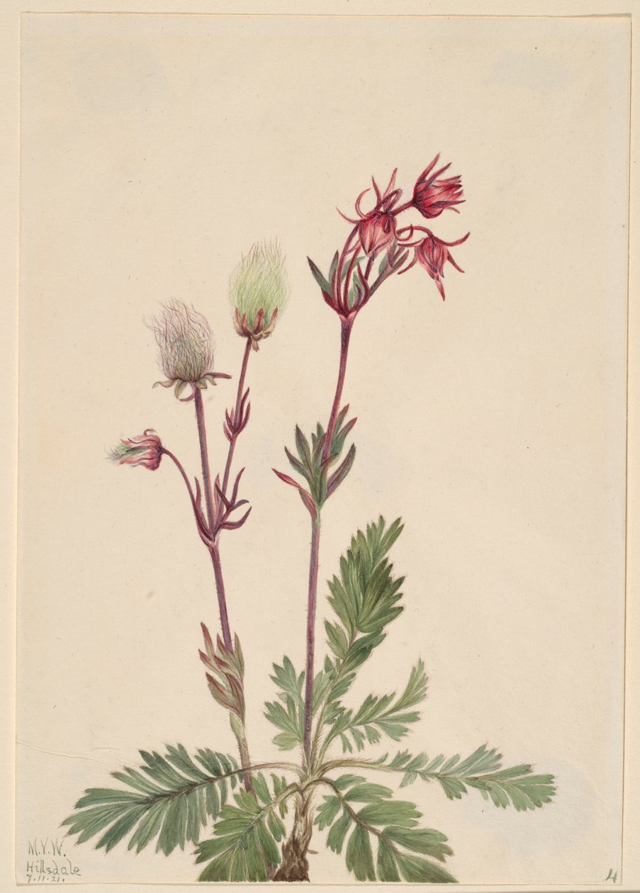 Fumaça da pradaria (Sieversia ciliata) de Mary Vaux Walcott