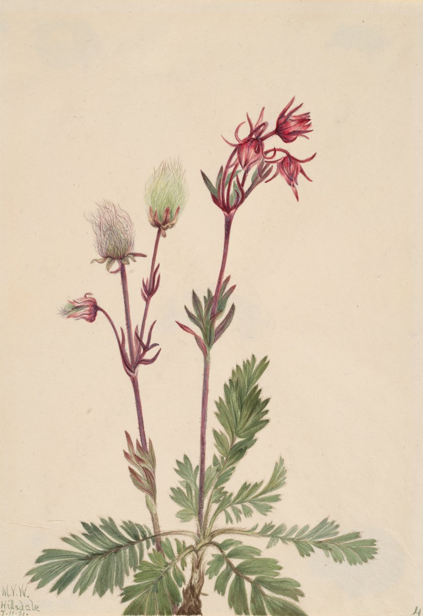 Prairie-Smoke Sieversia ciliata, 1921. de Mary Vaux Walcott