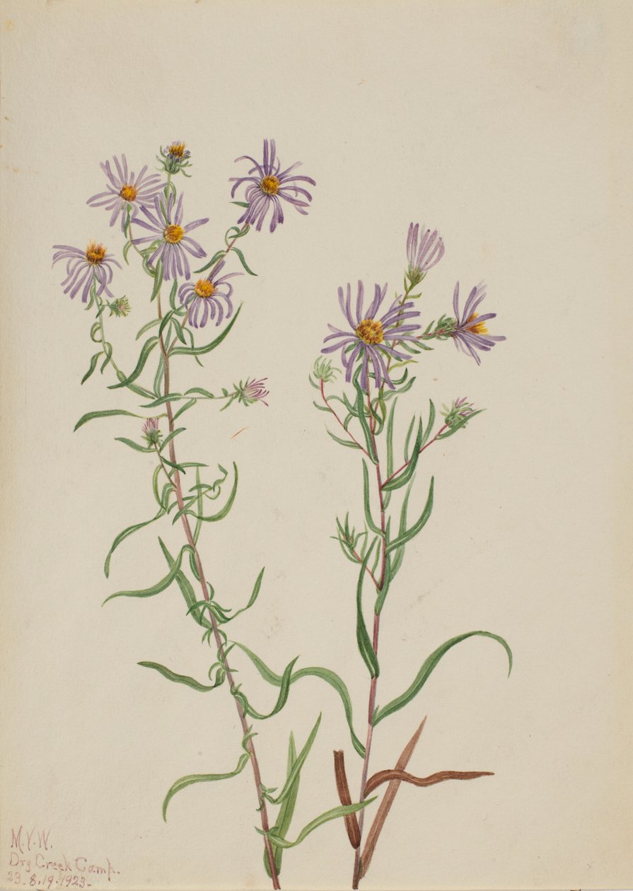 Aster da pradaria (Aster campestris) de Mary Vaux Walcott