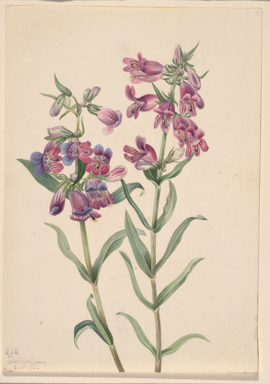 Pentstemon da pradaria (Pentstemon erianthera) de Mary Vaux Walcott
