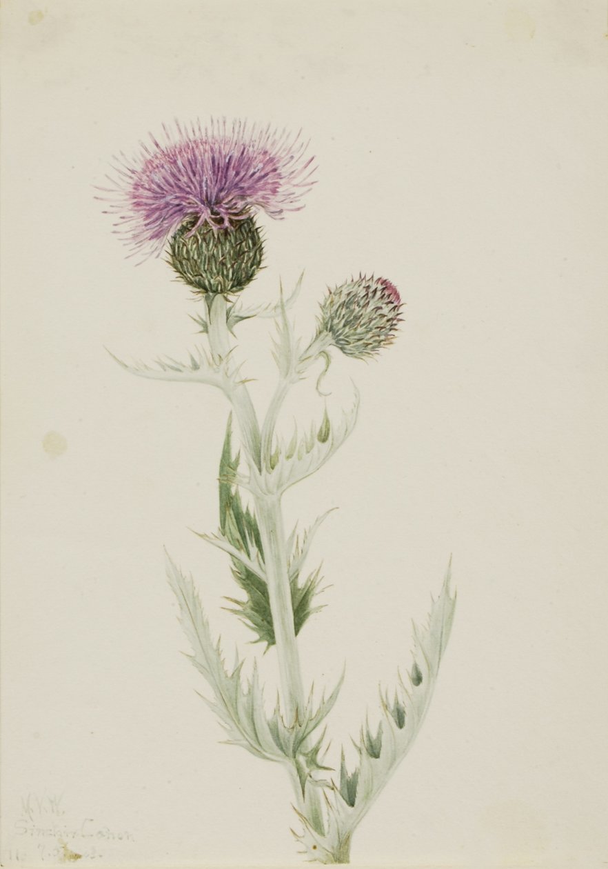 Cardo das pradarias (Cirsium undulatum) de Mary Vaux Walcott